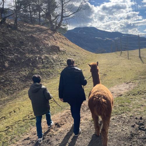spazieren mit Alpaka
