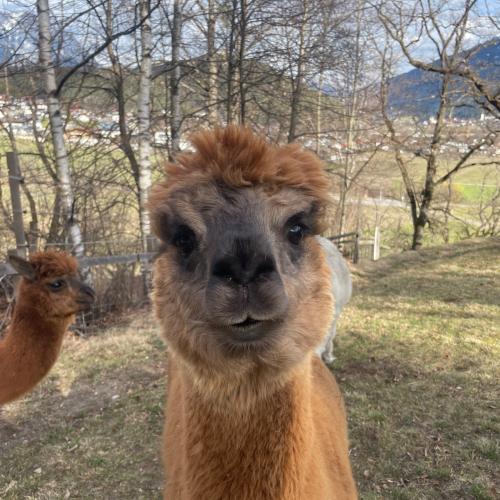 Alpaka