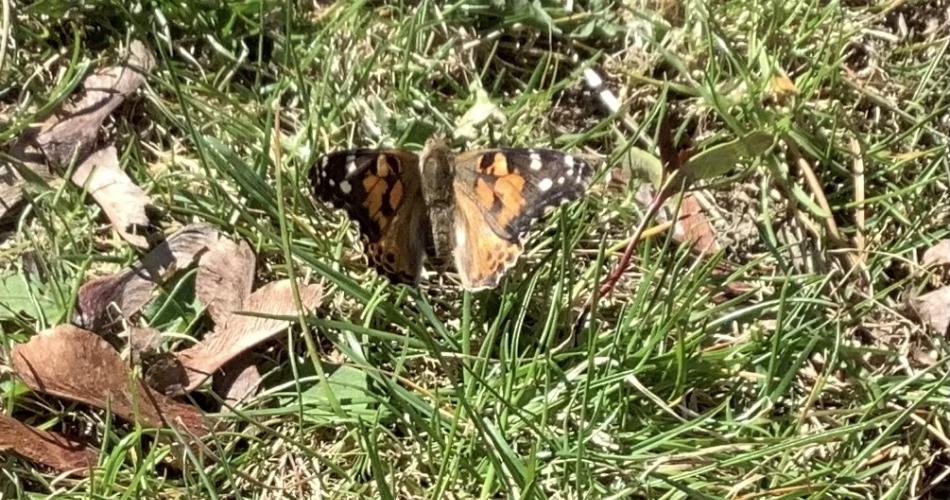 Schmetterling